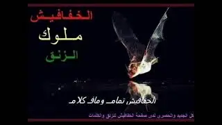 ذكريات الكون + الملك عاطف زنقه + شديد بريدك + زنق سوداني