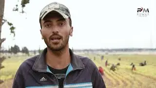 جني محصول العدس واستياء بين العمال نتيجة تدني الأجور- ريف حلب الشهباء