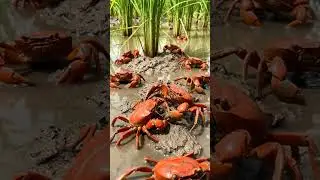 Crabs Crawling in Paddy Field | Amazing Village Nature & Farm Life | Rural Wildlife🌿