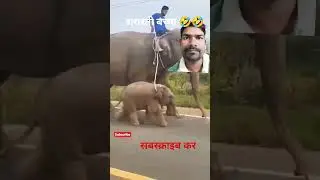🤣🤣🤣🤣 #elephant #animals #monkey #cute #funny