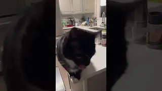 It&rsquo;s their kitchen, I just work here😼😹😻#kitchencats #catsofyoutube #threecats #catvideo
