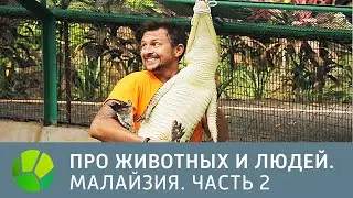Малайзия. Часть 2 - Про животных и людей | Живая Планета