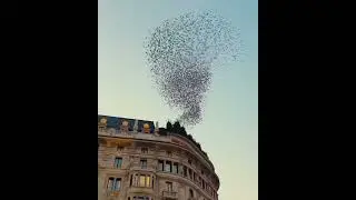 Milan, #italy 🎥#albertop papagn #milan❤️  #viral #shorts #exploravista