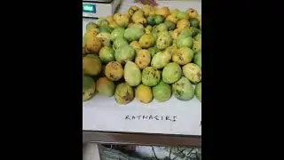 MANGO #festival #dakshin #delhi #kalibari #2025 #shorts