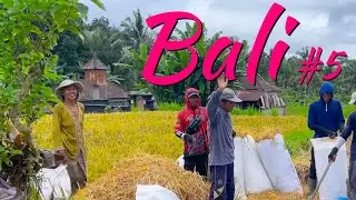 Bali beauty video montage Ubud and north of Ubud
