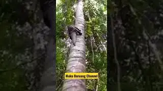 Monster Climb ‼️#pangolin #purba #wildlife #monster #shortvideo #natgeowild #endemic