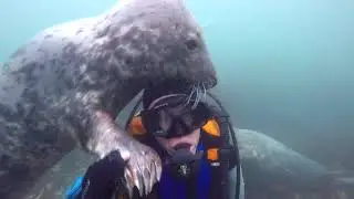 Friendly Grey Seals Get Up Close and Personal With Diver Near Farne Islands, UK