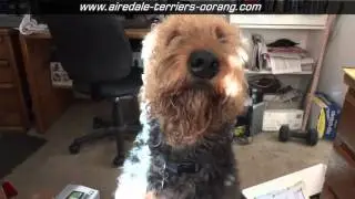 San Diego Airedale talking