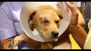 Puppy rescued from the streets with her eye gouged out never lost hope | Save a Greek Stray