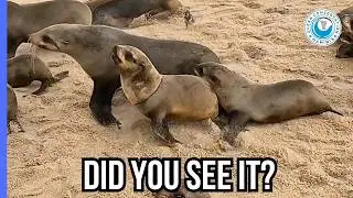 A Rescue Among Thousands Of Seals: The Odds Are Never Zero