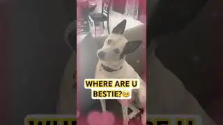 Хаски хочет знать | Где твоя лучшая подружка? 🥺