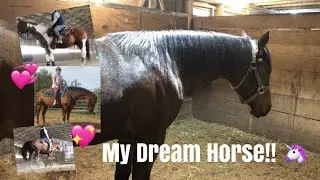 FOUND MY DREAM HORSE and Riding Three Horses!