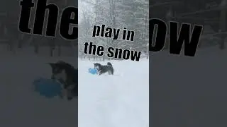 snow day doggo | #shiba #shibainu #dog #dogs #cute #snow #winter #doggo #playing #happy