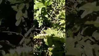 Mint flowering peppermint #mint#shortvideo