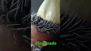 luzes platinado ✂️