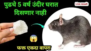 कोणतही औषध न वापरता घालवा घरगुती पद्धतीने उंदीर😱rat killer / kitchen tips /turti kashi lavavi /undir
