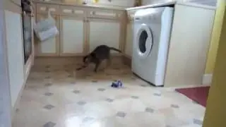 mad cat