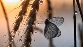 Mi-Ra-Va &mdash; Метаморфозы (Metamorphoses)🍂(Official Video )