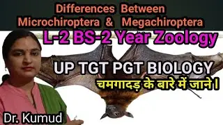 #Chiroptera-Differences Between Microchiroptera & Megachiroptera Mammalian order(Flying Mammals Bat)
