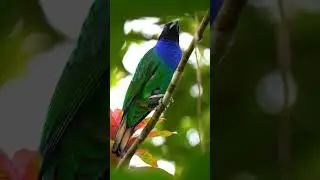 Green Jay Sound &mdash; LOUD contact call up close!  #birdsound #wildlife #asmr