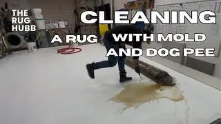 Rug Cleaning with bad odor 