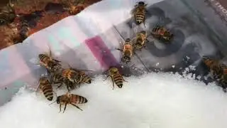 Update on the Mountain Camp Feeding