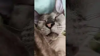 нужен обзор на кошку? #рек #мем #тренд #рекомендации #кот #кошка #cat #cats