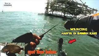 Mancing hanya di bawah kaki ternyata ikan nya babon || mancing ikan patik