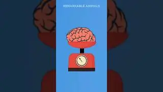 The Smartest Fish in the Sea