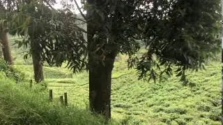 Ella, Sri Lanka, rustic scenery from the train window