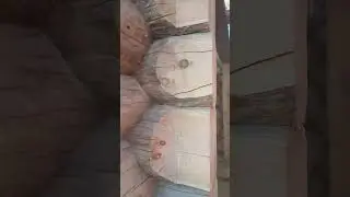 обман с себирским кело