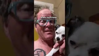 Senior Chihuahua Tells Her Family When It's Time For Bed | The Dodo
