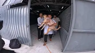 傻媽流浪貓狗之家搬遷 歷盡艱辛終圓滿成功