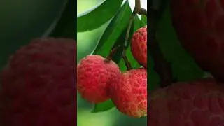 Lychee Fruit Benefits, Cultivation, Nutrition Explained #shorts #lychee  #lycheefruit @Plants-World