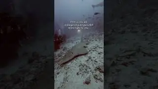 Critically Endangered Guitarfish😮 #ocean #scubadiving #guitarfish #endangeredspecies
