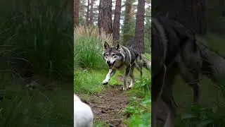 Wolfdog Crashes Chasing Rabbit! 🐺🐇 #FiveSecFails #wildlife #chase #5secshorts #funny