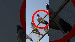 #Teddy Kabuter Pakra | #kabootar #kabutar #pigeon #pigeonlover #pigeonlaver #birds #pigeonhouse #tr