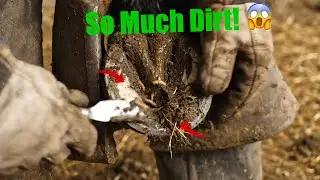 Hoof Packed With Mud &mdash; Cleaned to Perfect Shine!