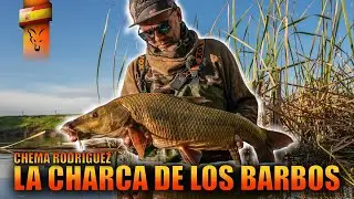 LA CHARCA DE LOS BARBOS ***FOX FISHING TV***