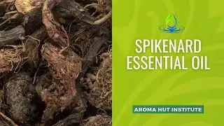 Spikenard Essential Oil - Benefits And How To Use
