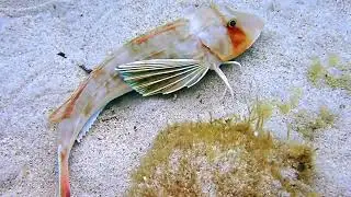 Chelidonichthys lucerna, Lastavica balavica, Tub gurnard