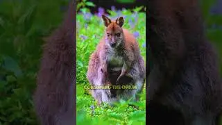 Animals That Intentionally Get HIGH On Natural Substances Exist