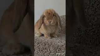 #animal #beautiful #rabbit #bunny #cute #cutevideoforkids #forkids