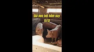 Pork price today, December 11th