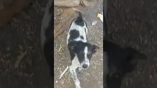 Street #Dog Feel Cold in Winter