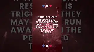 A Dog-Friendly July 4th #july4th #independenceday #dogshorts #dogtips #dogsafety #tips #safetytips