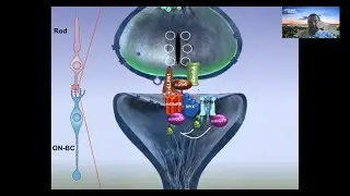 Molecular Organization of the Photoreceptor Synapse by Kirill Martemyanov, PhD | UCI CTVR