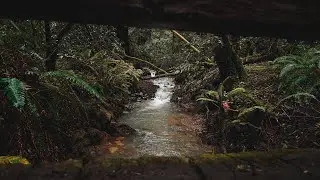 Armstrong Woods | The Flood | Shot on Sony a7iii