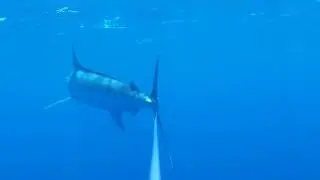 Blue Marlin Fishing with Hook-Eye Sportfishing Action Cam