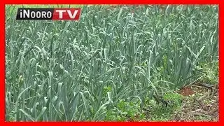 Githomo kia urimi wa 'horticulture':MUGAMBO WA MURIMI (part 1)